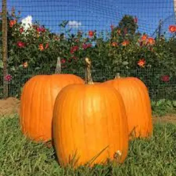 pumpkin8-2529261-4938.webp
