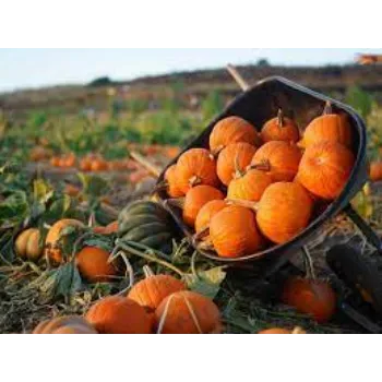 pumpkin8-437320-94833.webp