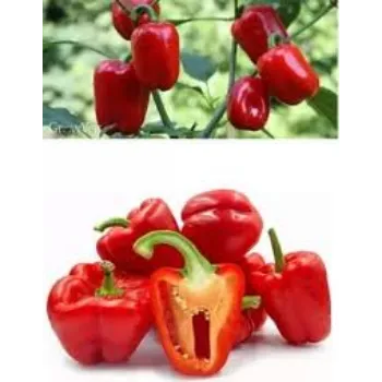 red-capsicum2-6876051-43158.webp