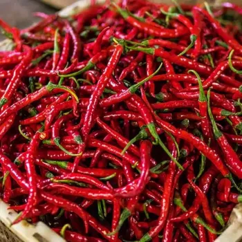 red-chilli-07-9756197-18589.webp