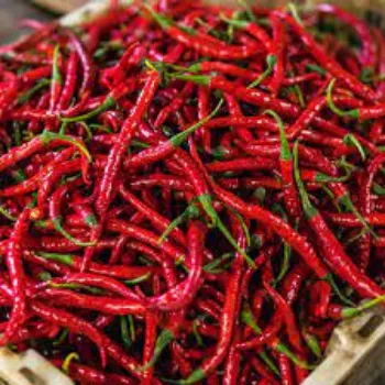 red-chilli12-9003440-61523.webp