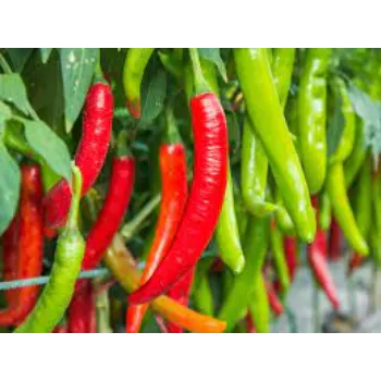 red-chilli3-2192144-45467.webp