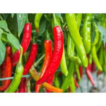 red-chilli5-4656746-7641.webp