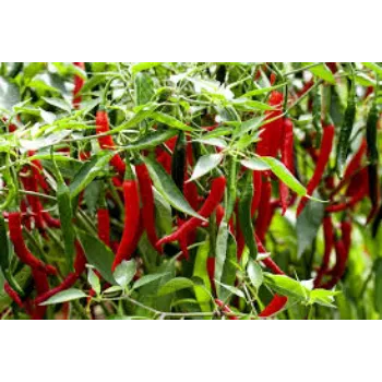 red-chilli7-363608-15842.webp