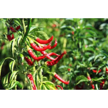 red-chilli7-7388014-51092.webp