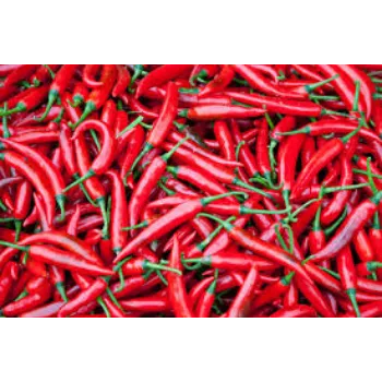 red-chilli8-4820317-85491.webp
