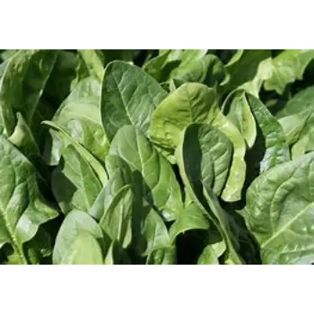 spinach-01-5790645-96627.webp