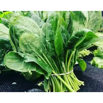 spinach-02-2159401-97686.webp