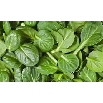 spinach-02-520422-99384.webp