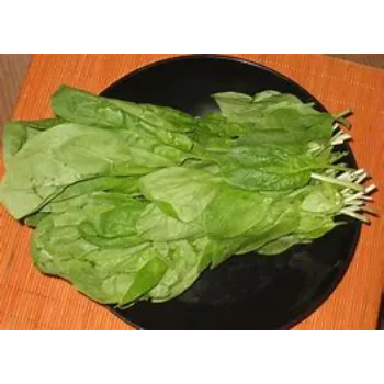 spinach-05-8772466-11479.webp