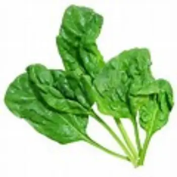 spinach-05-8845180-71206.webp