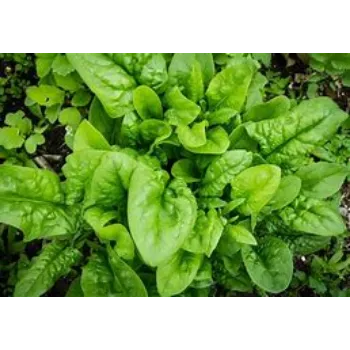 spinach-06-7810575-87633.webp