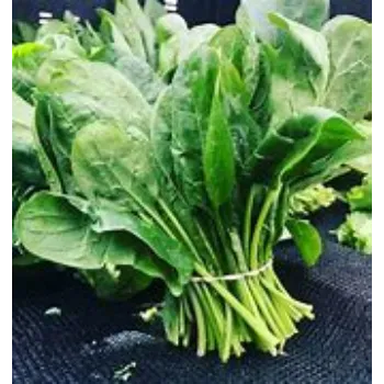 spinach-10-8737517-37355.webp