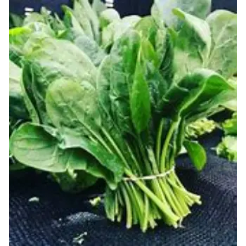 spinach-11-712810-58920.webp