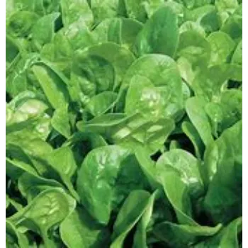 spinach-17-3321627-16554.webp