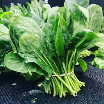 spinach09-9574962-71601.webp