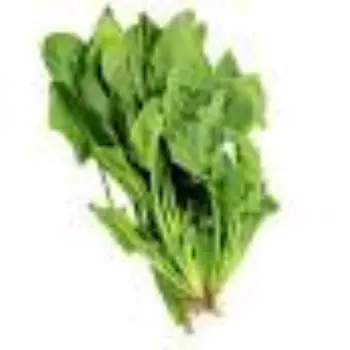 spinach12-9654271-33566.webp