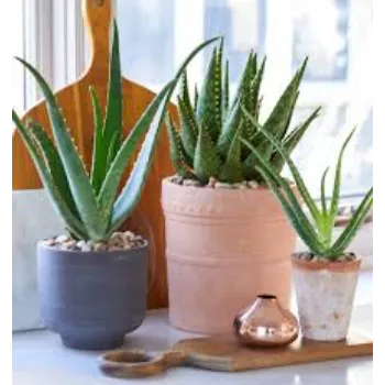 Common Succulent Plant succulent-plnt3-2841001-20468.webp