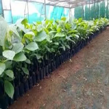 Teak plants teak-1809244-28499.webp