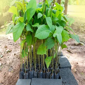 Teak plants teak-7760318-40859.webp