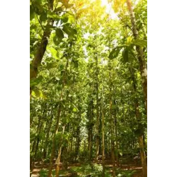 Green Teak Plant teak-plant-01-1574158-26903.webp