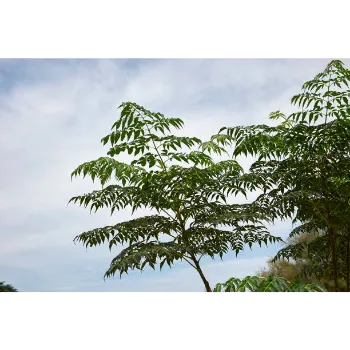 Teak Plant teak-plant-01-5570146-37169.webp