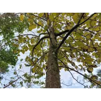 Green .Teak Plant teak-plant-01-7960169-56062.webp