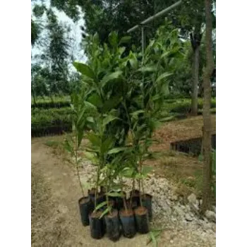 Roshni Agri forestry Teak Plant teak-plant-02-1252185-53142.webp