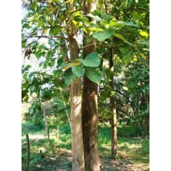 organic Teak Plant teak-plant-02-1311949-49653.webp