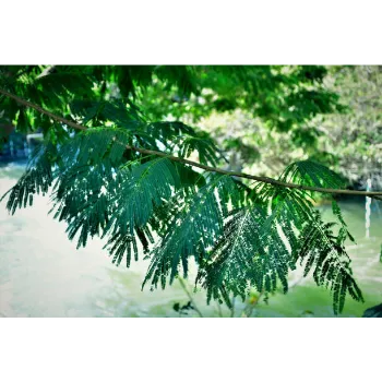 Teak Plant teak-plant-02-7180359-56503.webp