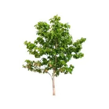 Natural Teak Plant teak-plant-02-7985865-21193.webp