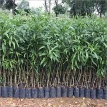 Natural Teak Plant teak-plant-03-1144169-94789.webp