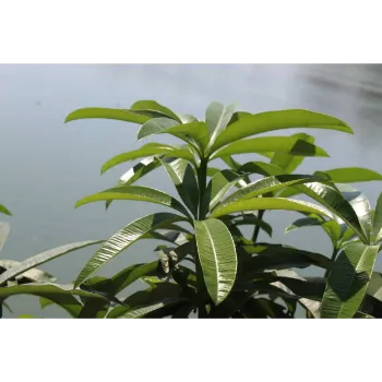 Teak Plant teak-plant-03-4707549-62159.webp