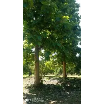 Natural Teak Plant teak-plant-03-5197277-48741.webp