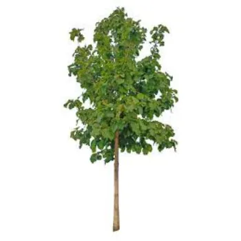 Lia Nursery Plant Teak Plant teak-plant-03-9048806-11859.webp
