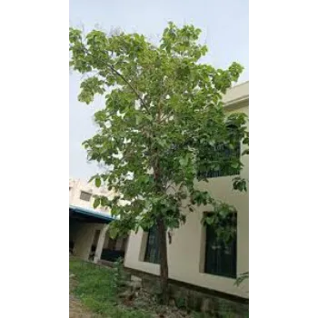Green Teak Plant teak-plant-04-3676140-17311.webp