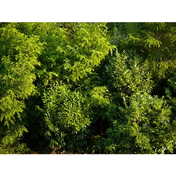 Natural Teak Plant teak-plant-04-4867528-46824.webp