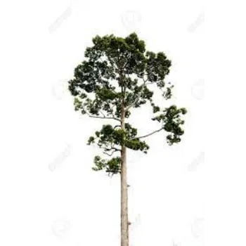 Natural Teak Plant teak-plant-04-6501553-69845.webp