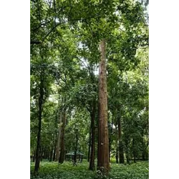 Sasi Traders Teak Plant teak-plant-04-7362627-10058.webp