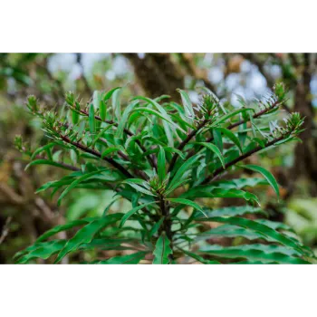 Teak Plant teak-plant-05-3657256-65908.webp