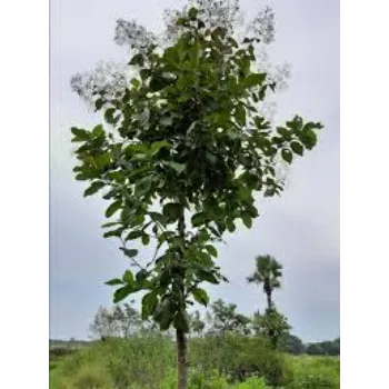 Natural Teak Plant teak-plant-05-4938985-56793.webp