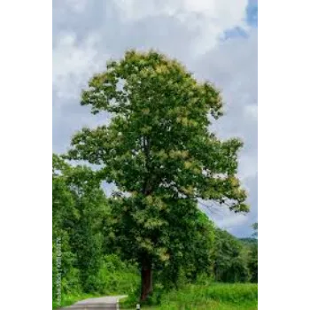 Organic Teak Plant teak-plant-05-7838183-19181.webp