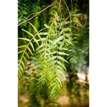 Natural Teak Plant teak-plant-06-2446024-6182.webp