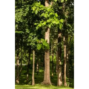 Common Teak Plant teak-plant-06-4285938-6182.webp