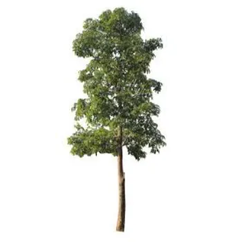 Indian Teak Plant teak-plant-07-1866848-65881.webp