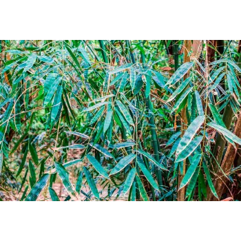 Teak Plant teak-plant-07-3269546-39056.webp
