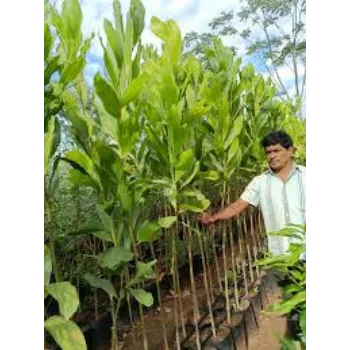 Natural Teak Plant teak-plant-07-8993627-4822.webp