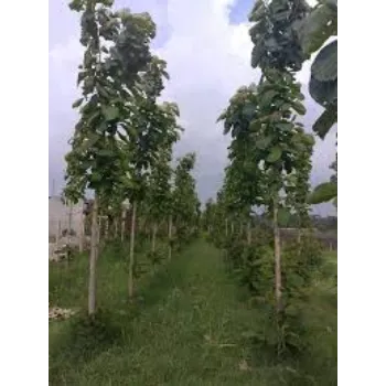 Green Teak Plant teak-plant-07-9871840-71450.webp