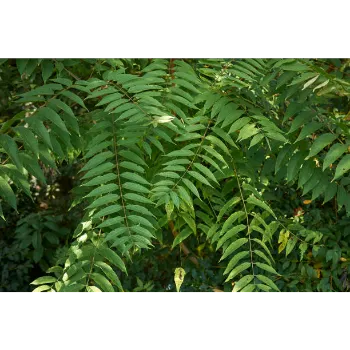 Teak Plant teak-plant-08-115867-48278.webp