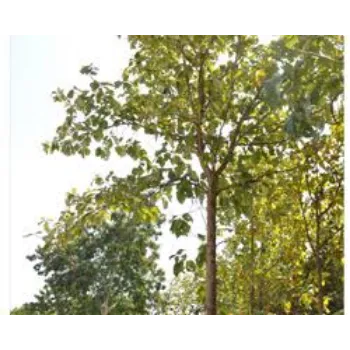 Teak Plant teak-plant-08-7122516-49895.webp
